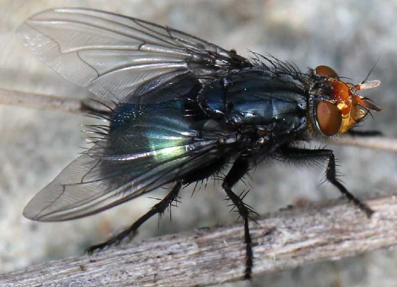 cynomya_mortuorum_femelle.jpg