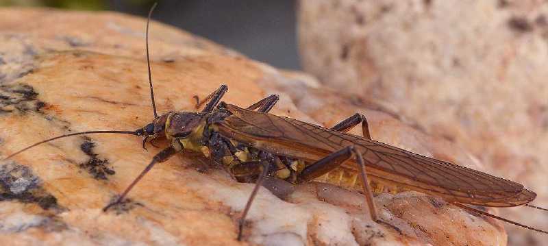 dinocras_cephalotes.jpg