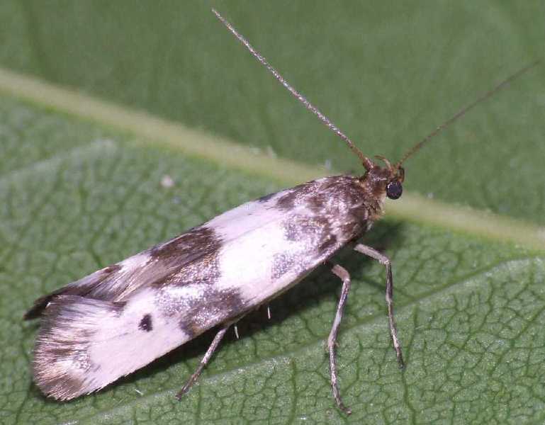 enolmis_acanthella.jpg