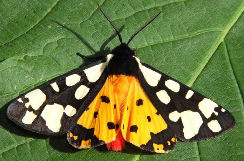 epicallia_villica.jpg