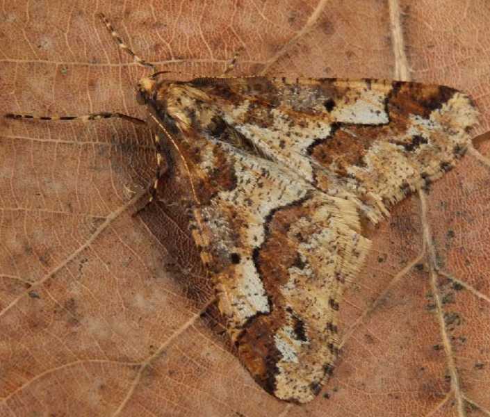 erannis_defoliaria_male.jpg