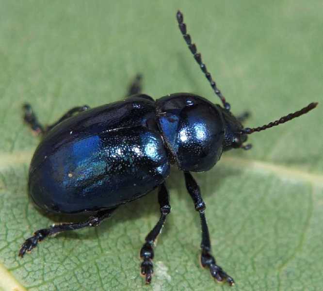eumolpus_alclepiadeus.jpg