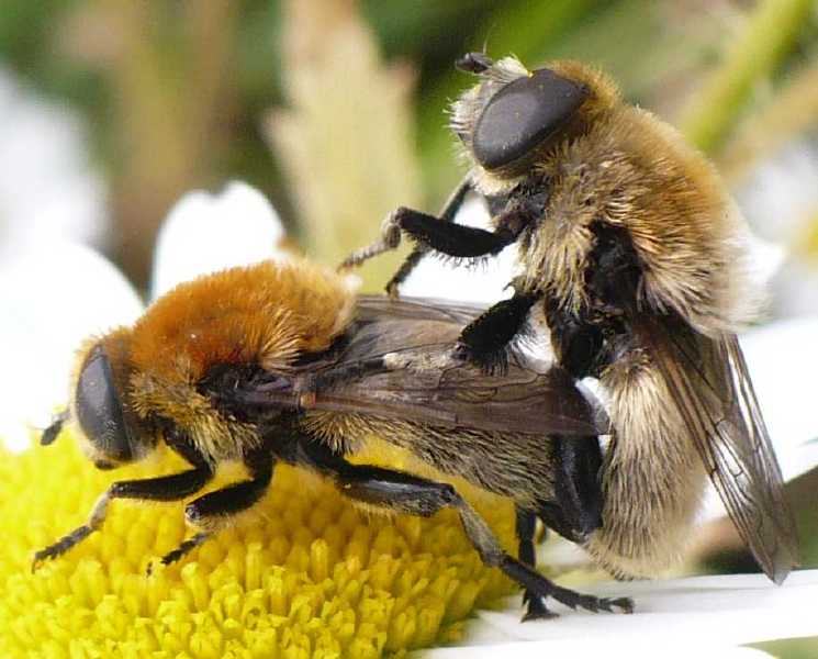 merodon_equestris_copula.jpg