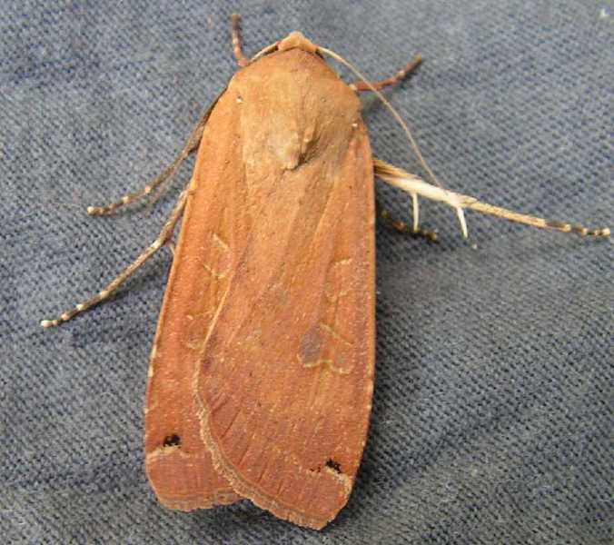 noctua_orbona.jpg