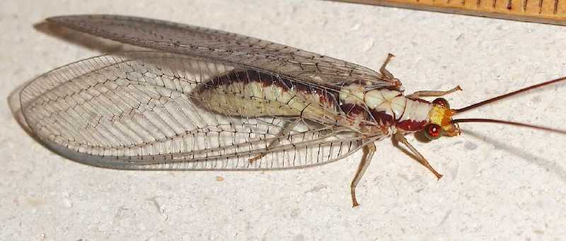notochrysa_italica.jpg