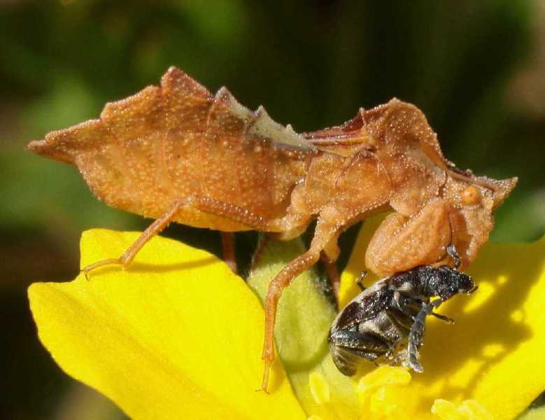 phymata_crassipes_bruche.jpg
