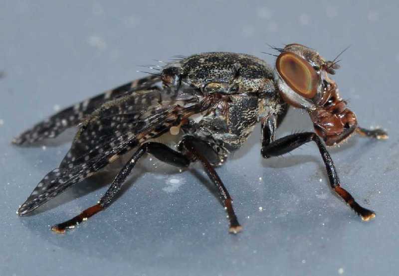 platystoma_lugubre.jpg