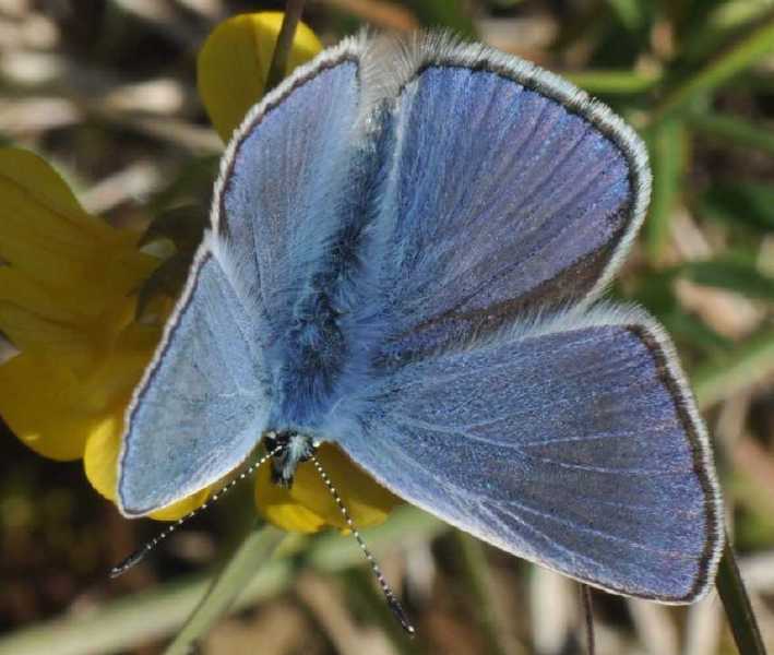 polyommatus_icarus_male.jpg
