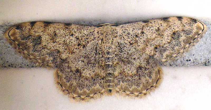 scopula_marginepunctata.jpg