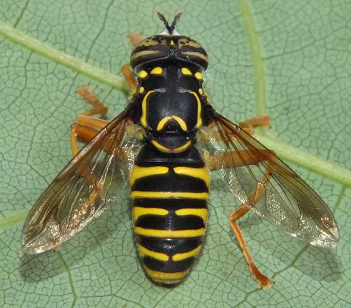 spilomyia_saltuum_male.jpg