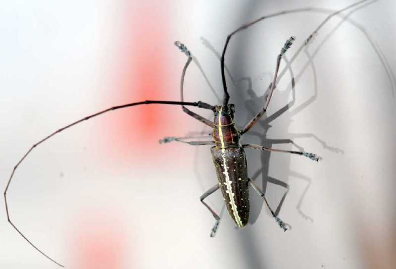 taeniotes_sp.jpg