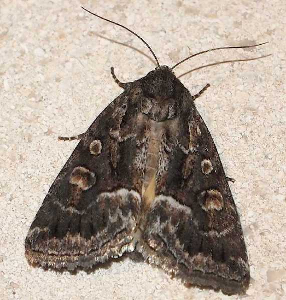 thalpophila_matura.jpg