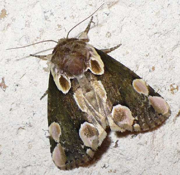 thyatira_batis.jpg