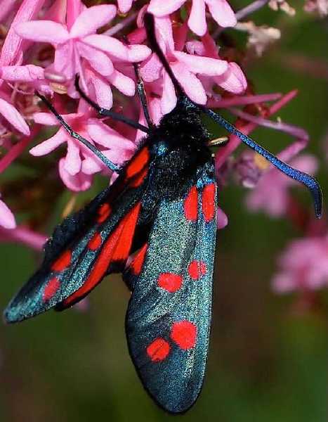 zygaena_filipendulae_oberthueriana.jpg
