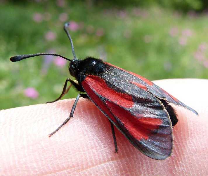 zygaena_minos.jpg