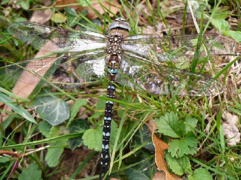 aeschna_mixta_male.jpg