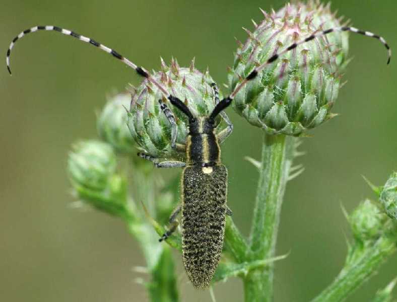 agapanthia_dahli.jpg