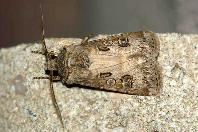 agrotis_crassa_male.jpg