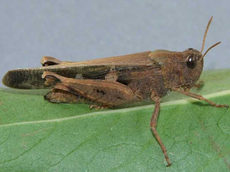 aiolopus_strepens_femelle.jpg