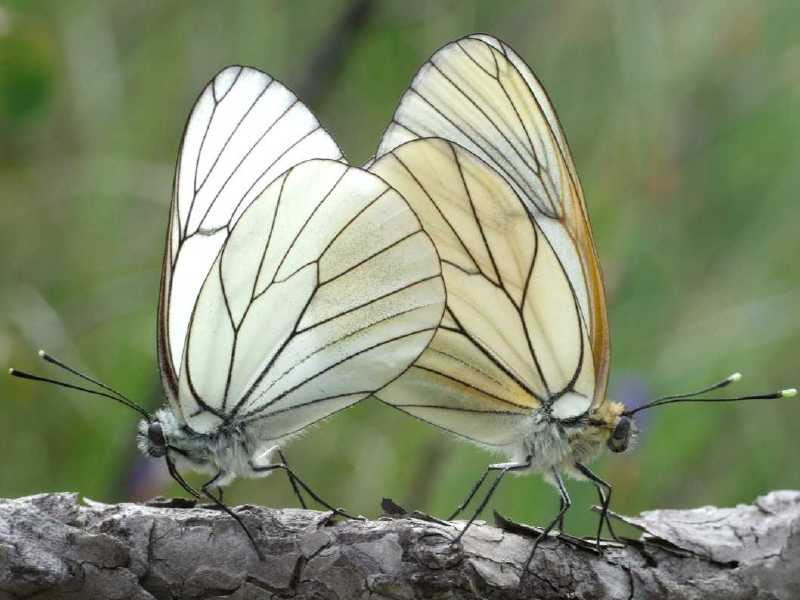 aporia_crataegi_copula.jpg