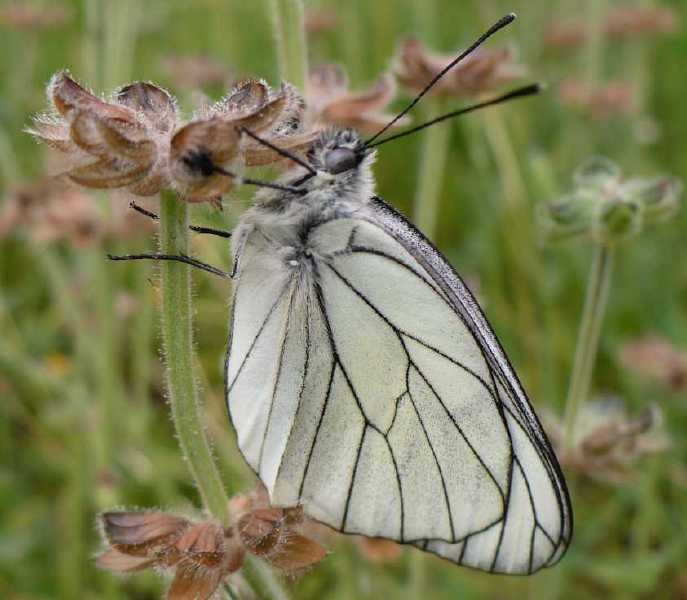 aporia_crataegi_femelle.jpg