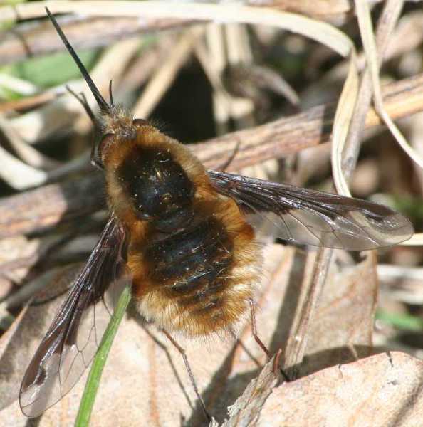 bombylius_major_male.jpg