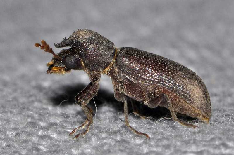 bostrychoplites_sp.jpg