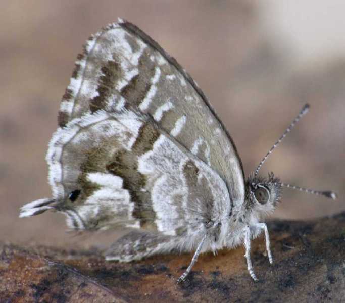 cacyreus_marshalli.jpg