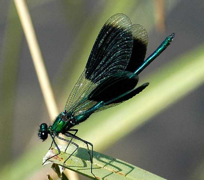 calopteryx_splendens_male.jpg