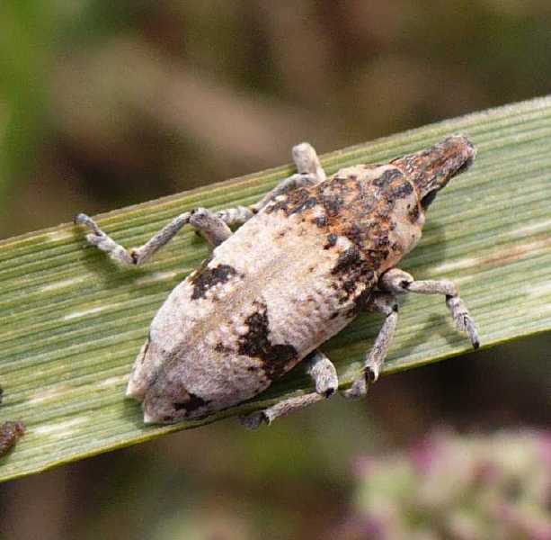 chromoderus_affinis.jpg