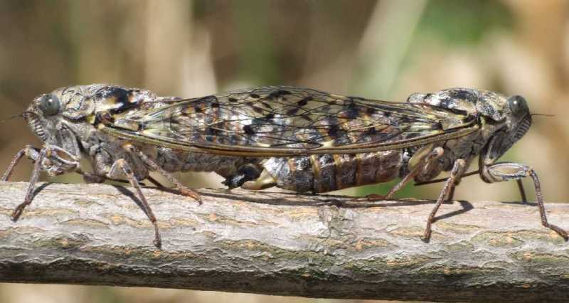 cicada_orni_copula.jpg