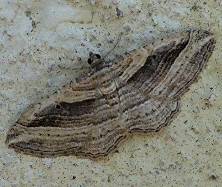 costaconvexa_polygrammata.jpg