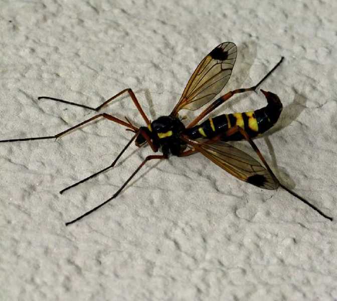ctenophora_festiva_femelle.jpg