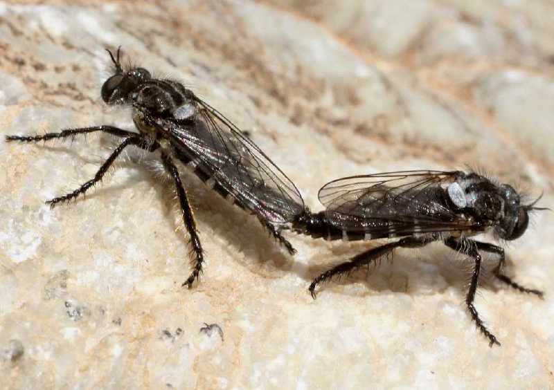 cyrtopogon_sp_copula.jpg