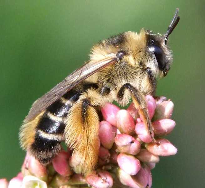 dasypoda_hirtipes_femelle.jpg
