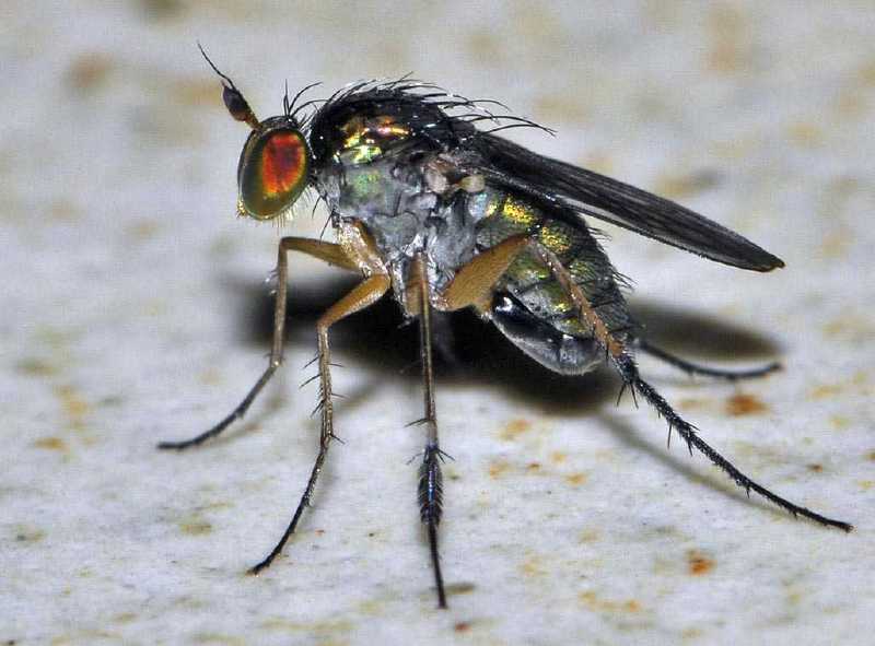 dolichopus_plumipes.jpg