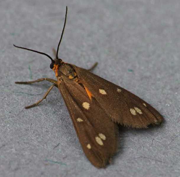 dysauxes_punctata.jpg