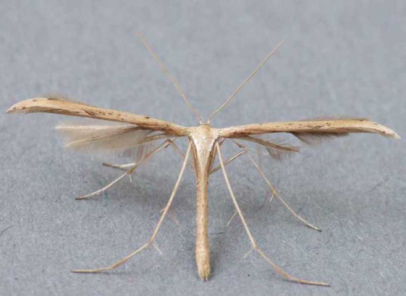 emmelina_monodactyla.jpg
