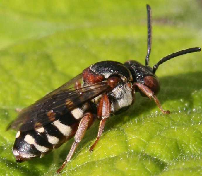 epeolus_variegatus_femelle.jpg