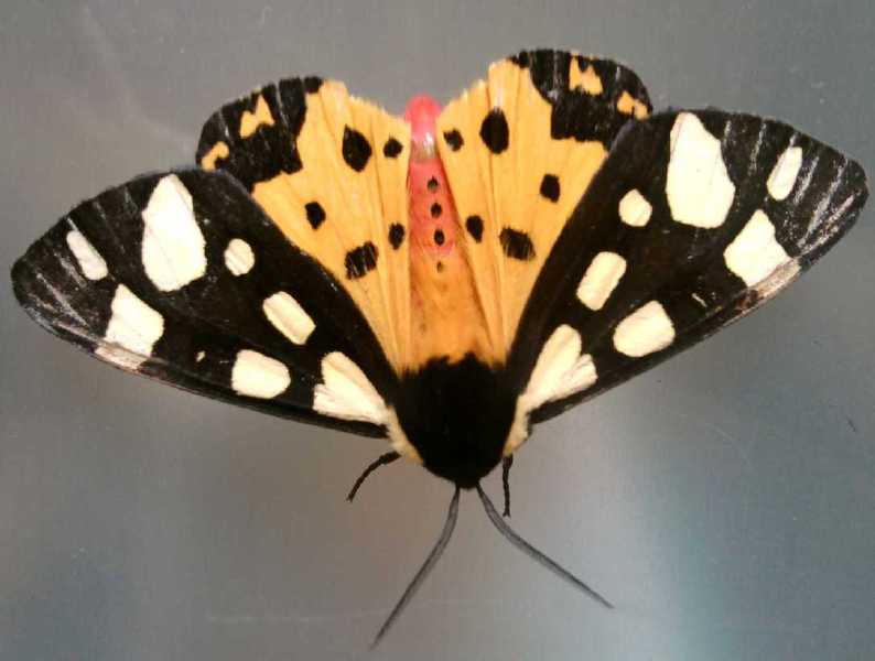epicallia_villica.jpg