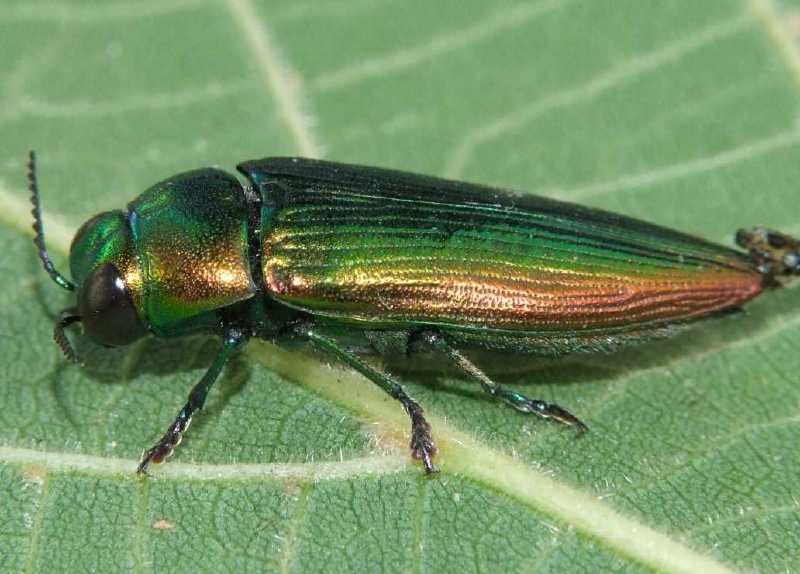 eurythyrea_quercus.jpg