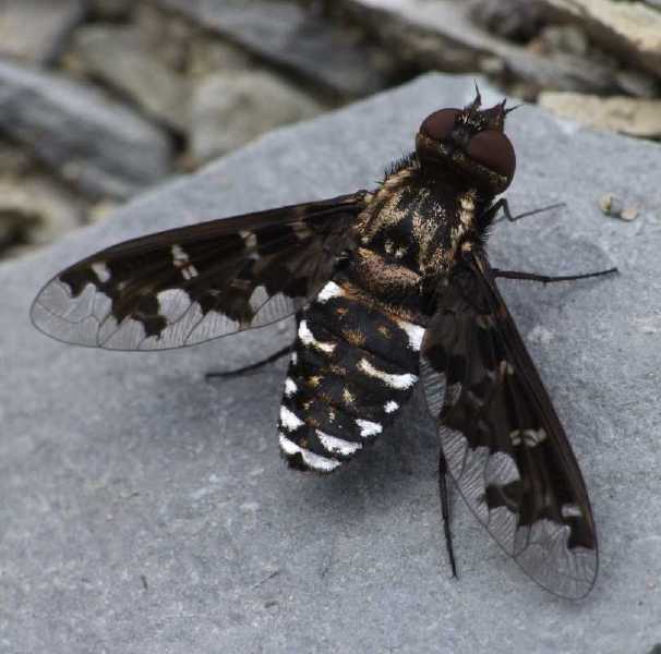 exoprosopa_jacchus_male.jpg