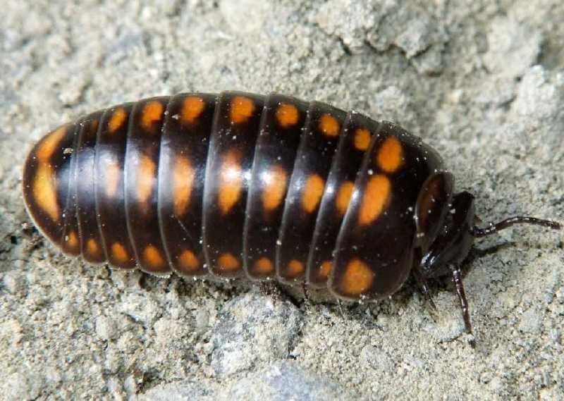 glomeris_guttata.jpg