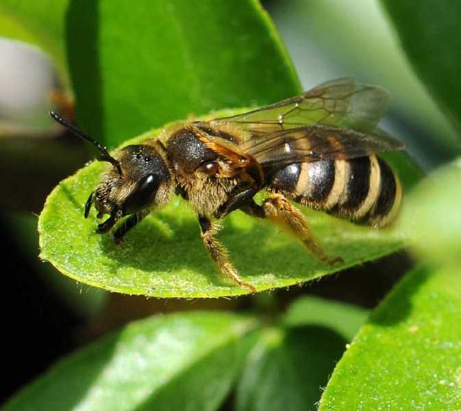 halictus_scabiosae.jpg