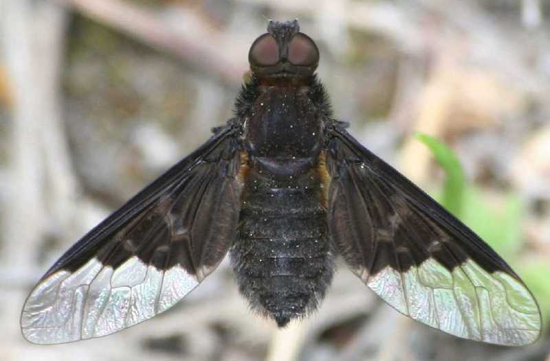 hemipenthes_morio.jpg