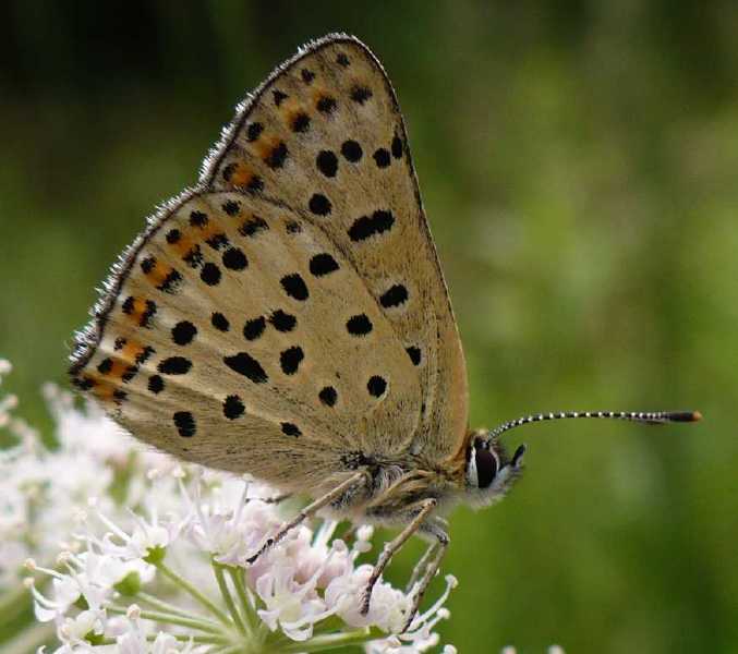 heodes_tityrus__femelle_revers.jpg