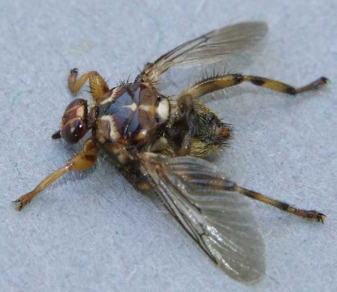 hippobosca_equina.jpg