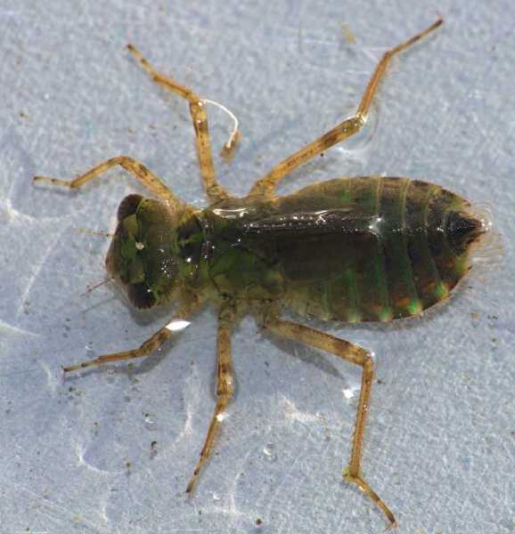 larve_libellula.jpg