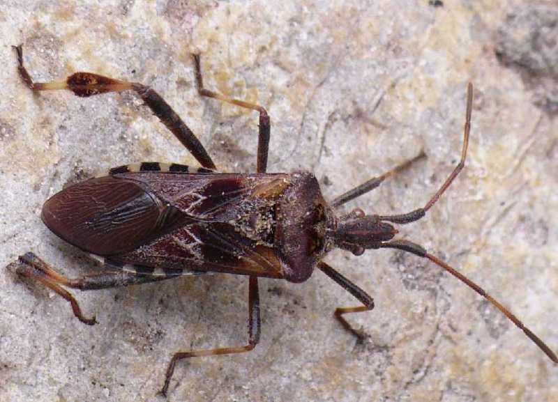 leptoglossus_occidentalis.jpg
