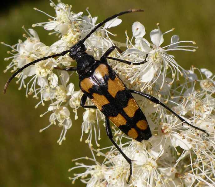leptura_quadrifasciata_femelle.jpg